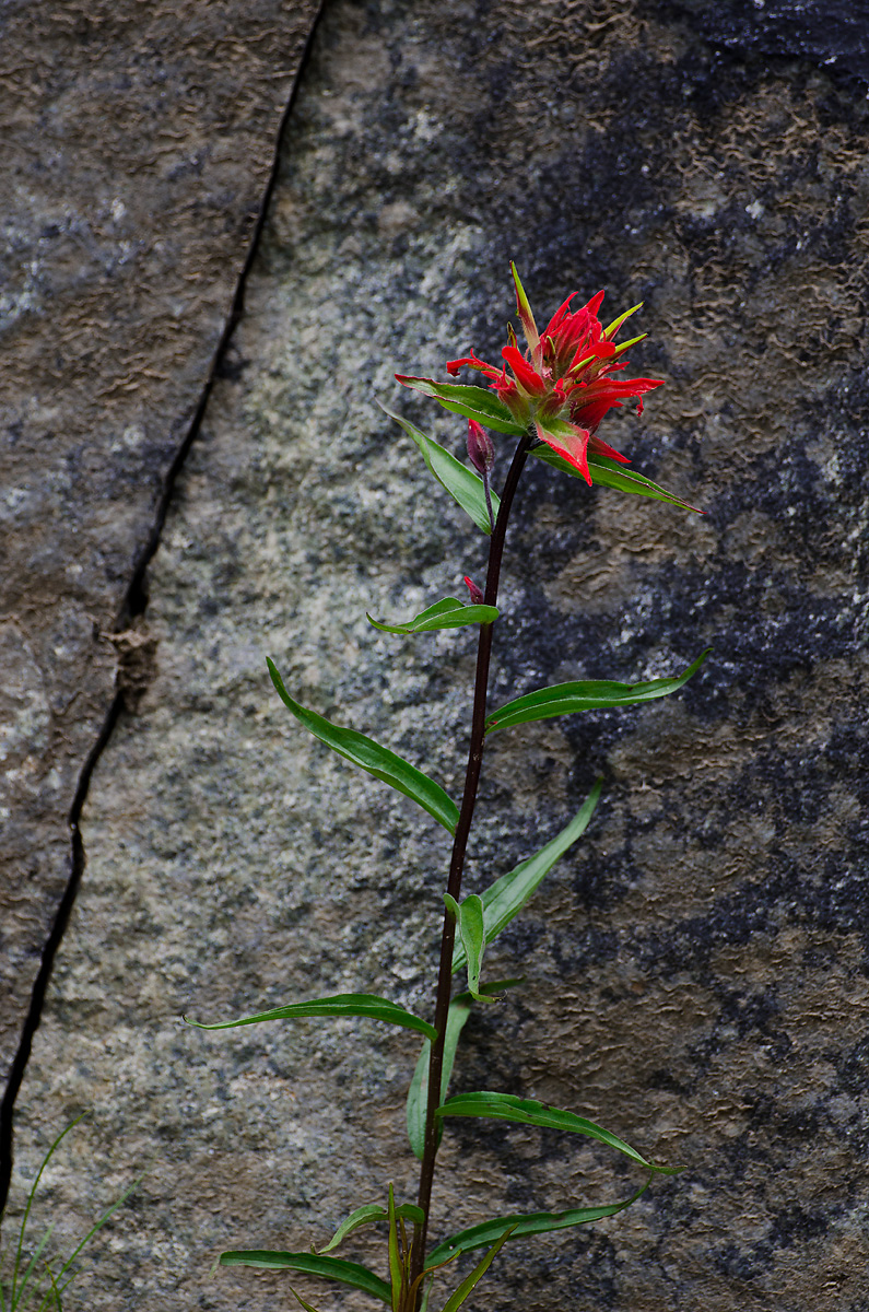 Stoneflower