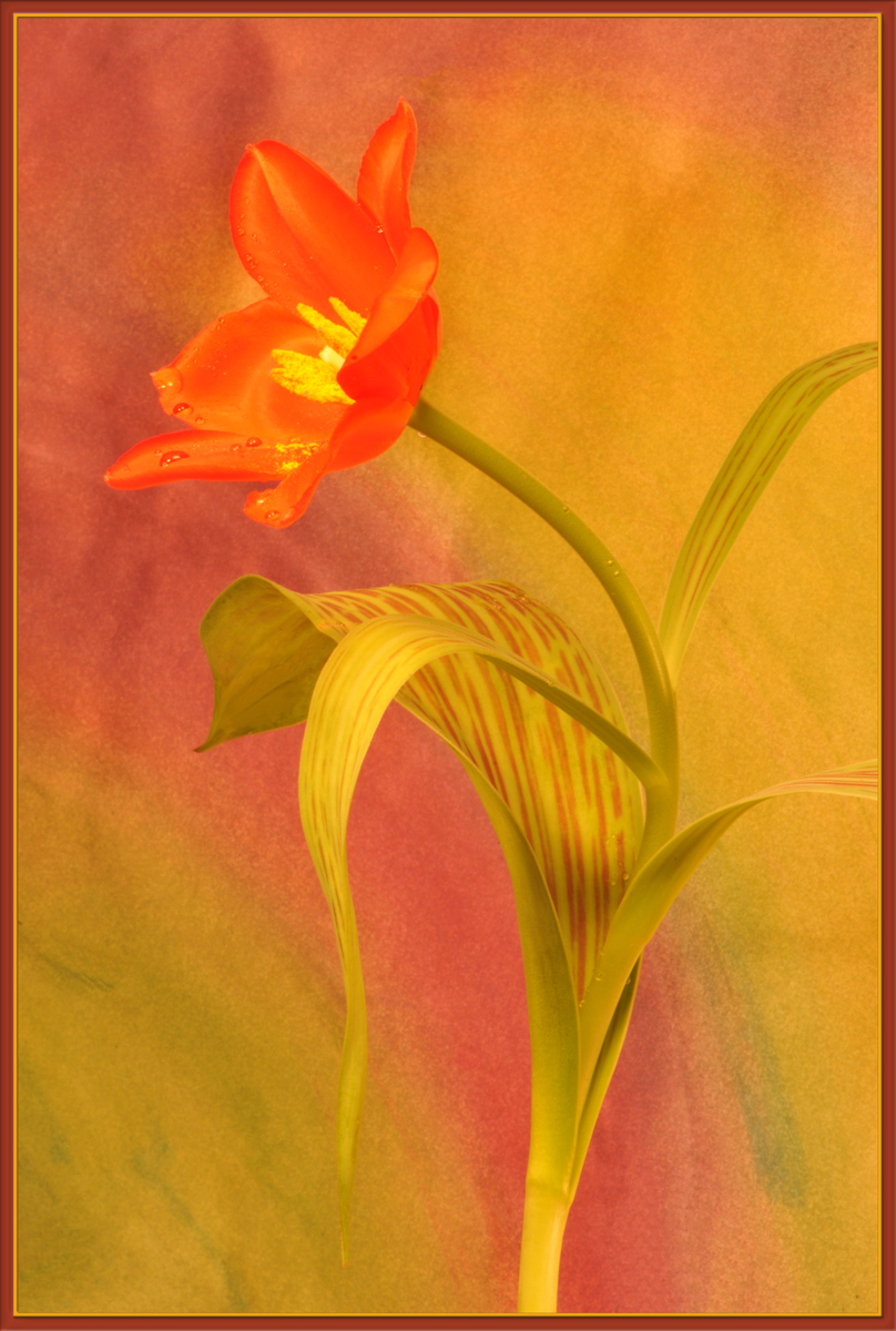 Tulip