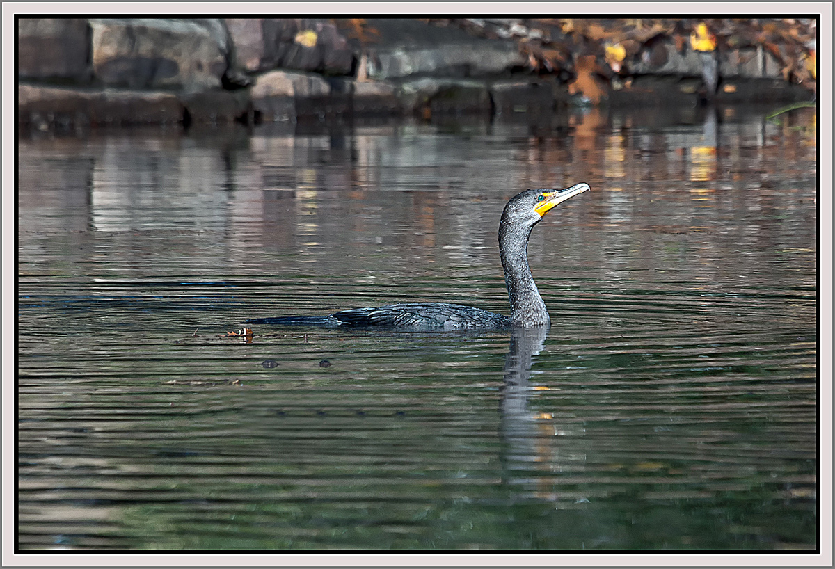 Proud Cormorant