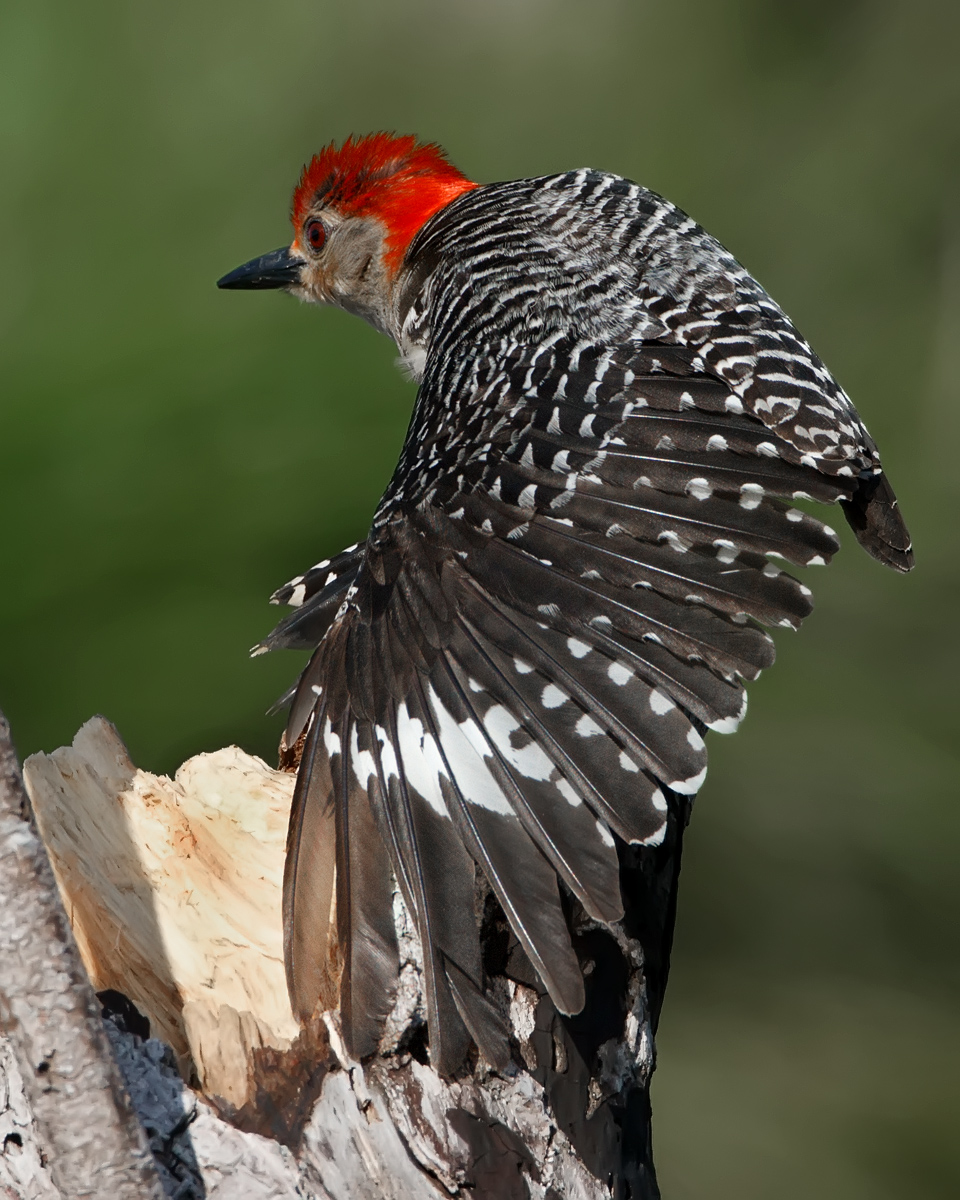 Wing Stretch