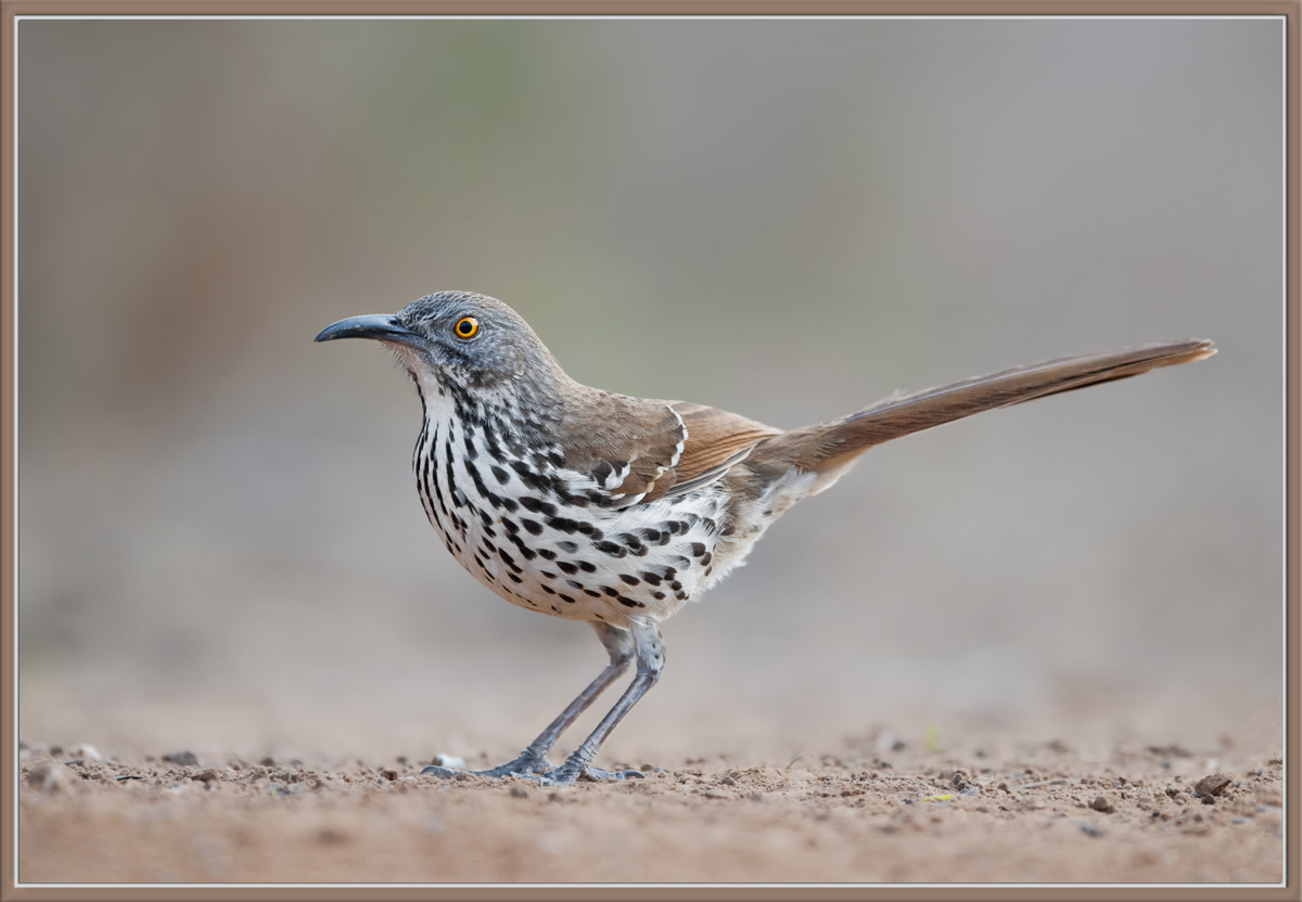 Long-billed Thrasher