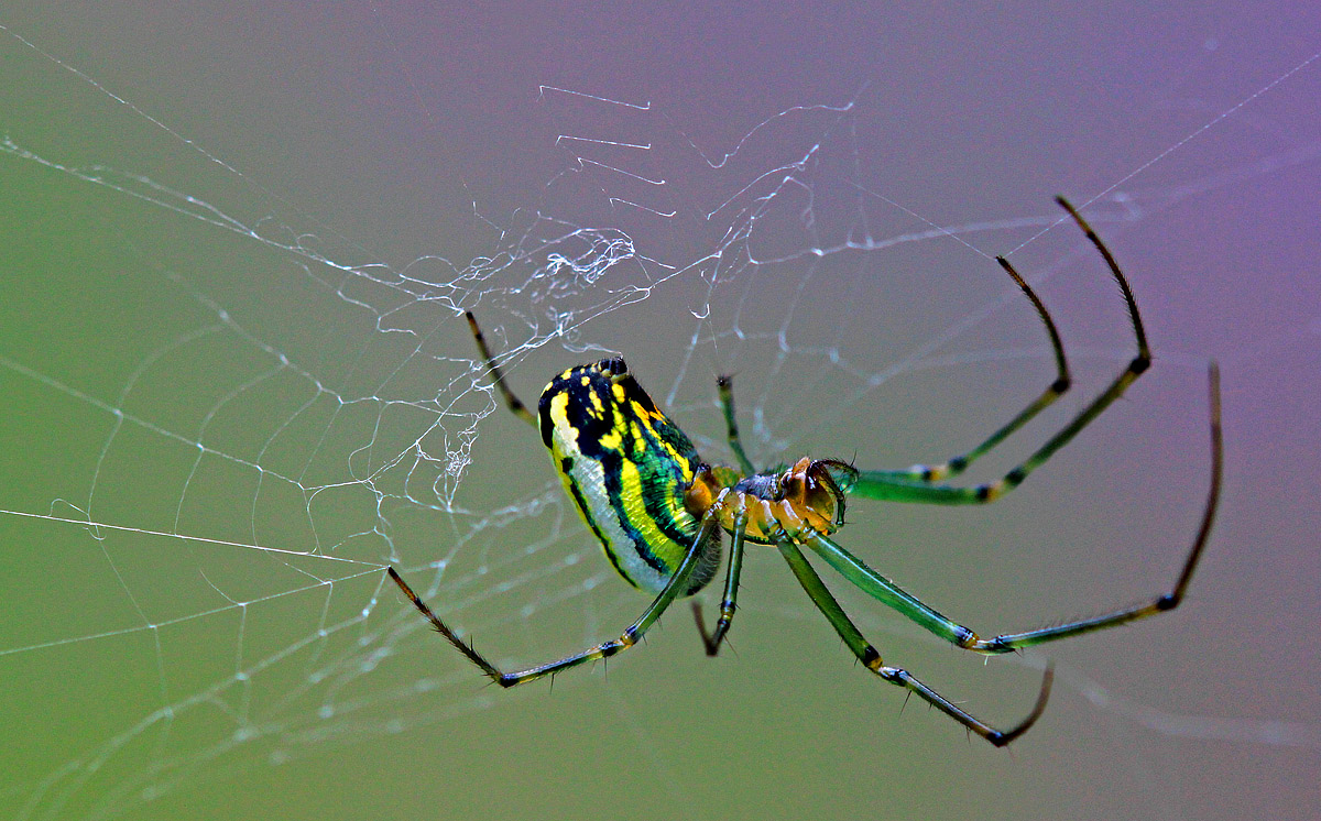 Colorful Orbweaver