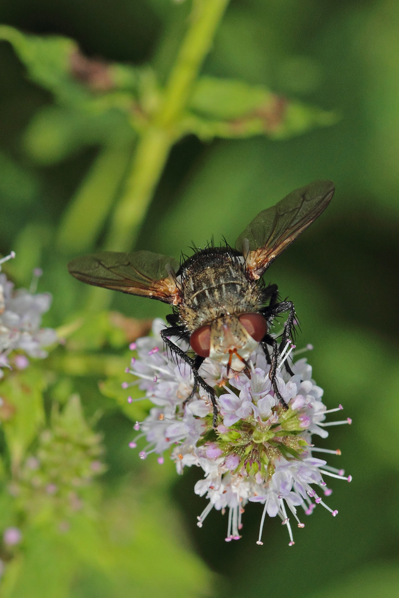 Fly? Bee?
