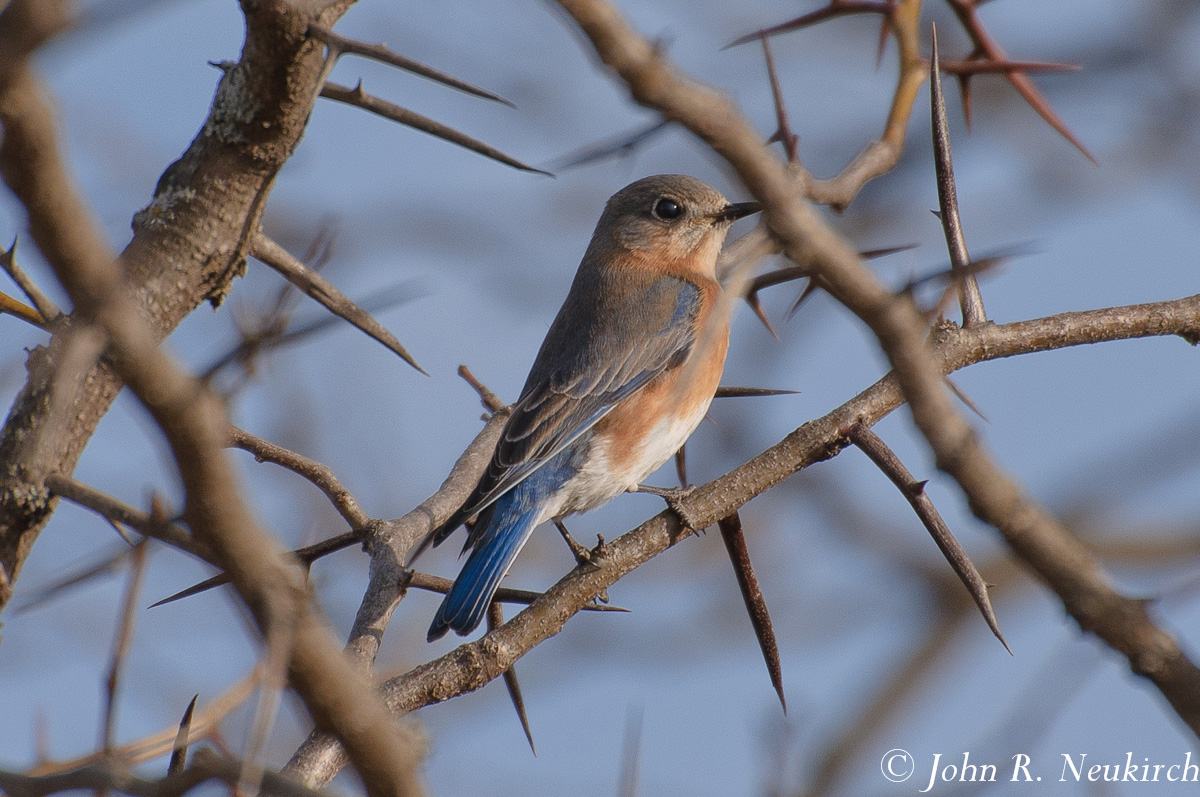Eastern Bluebird