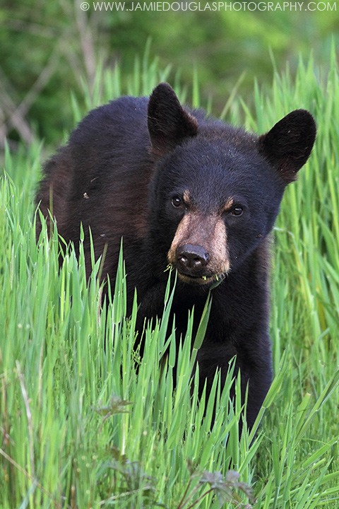 Young Black Bear
