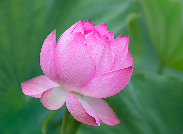 Lotus # 5