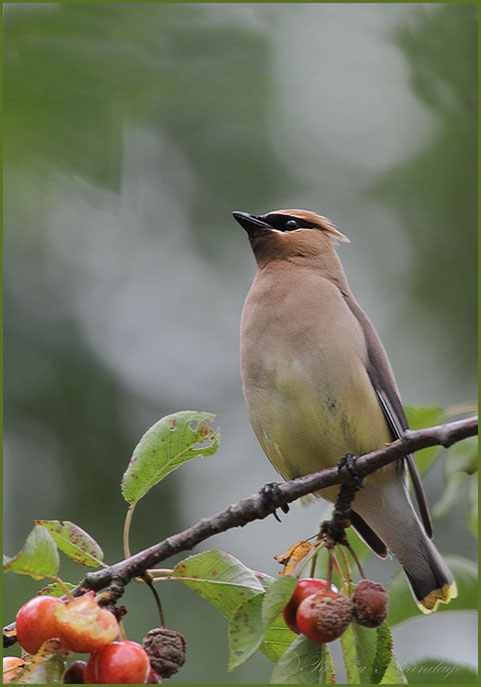 Cedar Waxwing #3