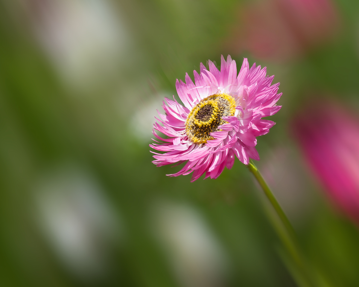 Helichrysum?