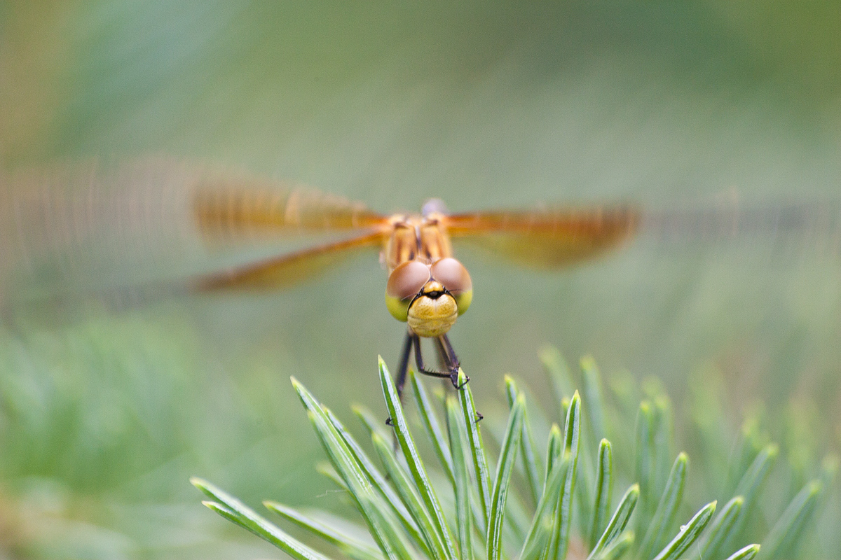 Dragonfly Take Off