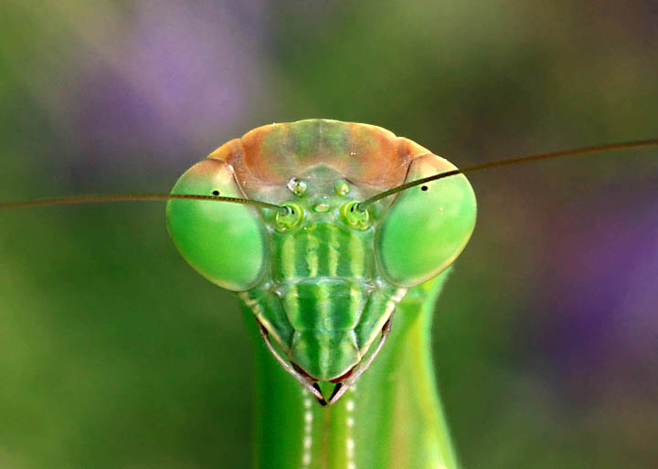 Mantis stare-down