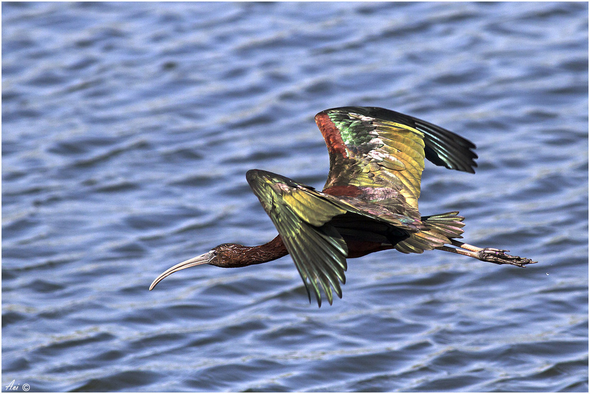 Glossy Ibis in flight