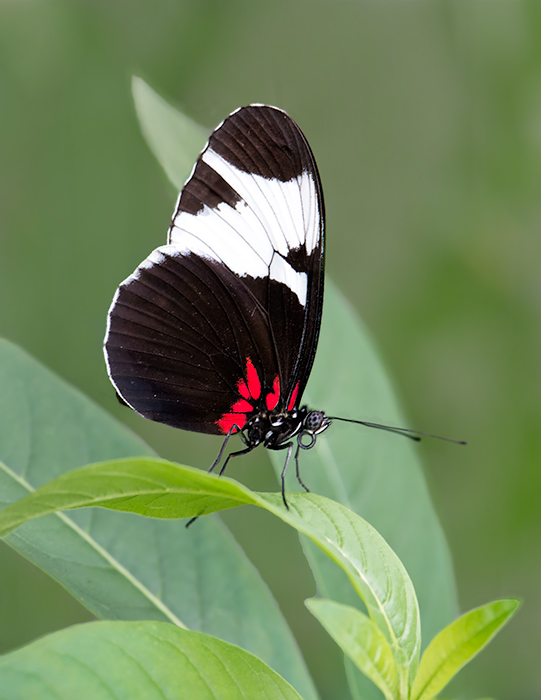 Butterfly # 5