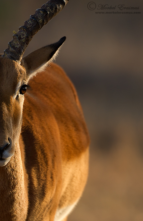 Impala Abstract
