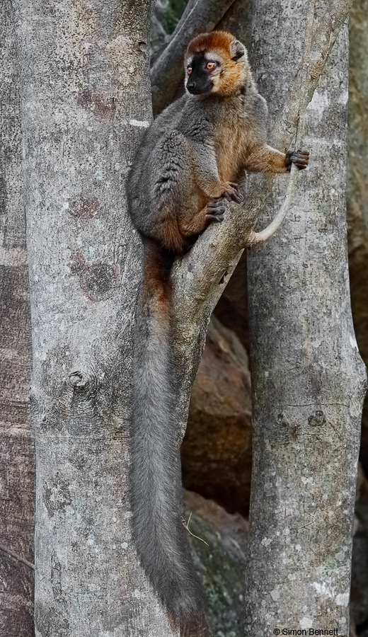 Red-fronted Brown Lemur