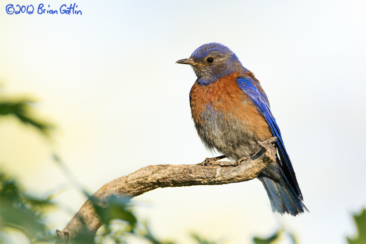 Western Bluebird