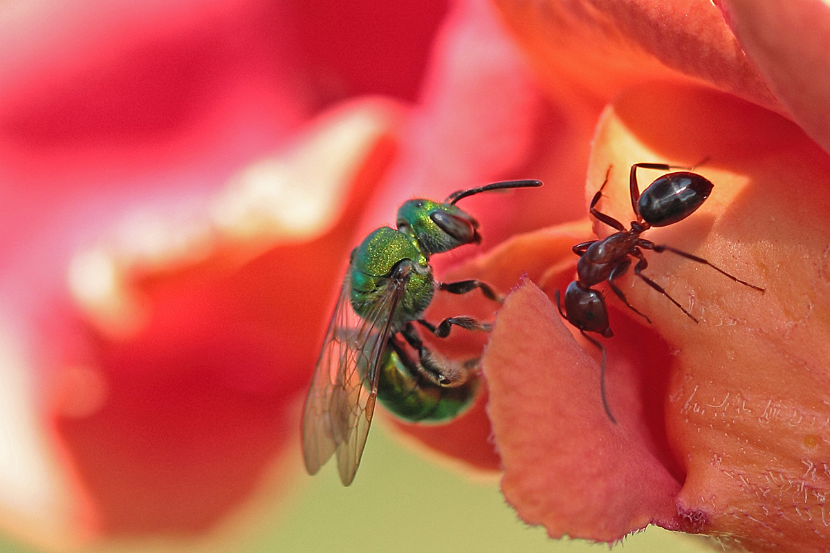 Bug Wars