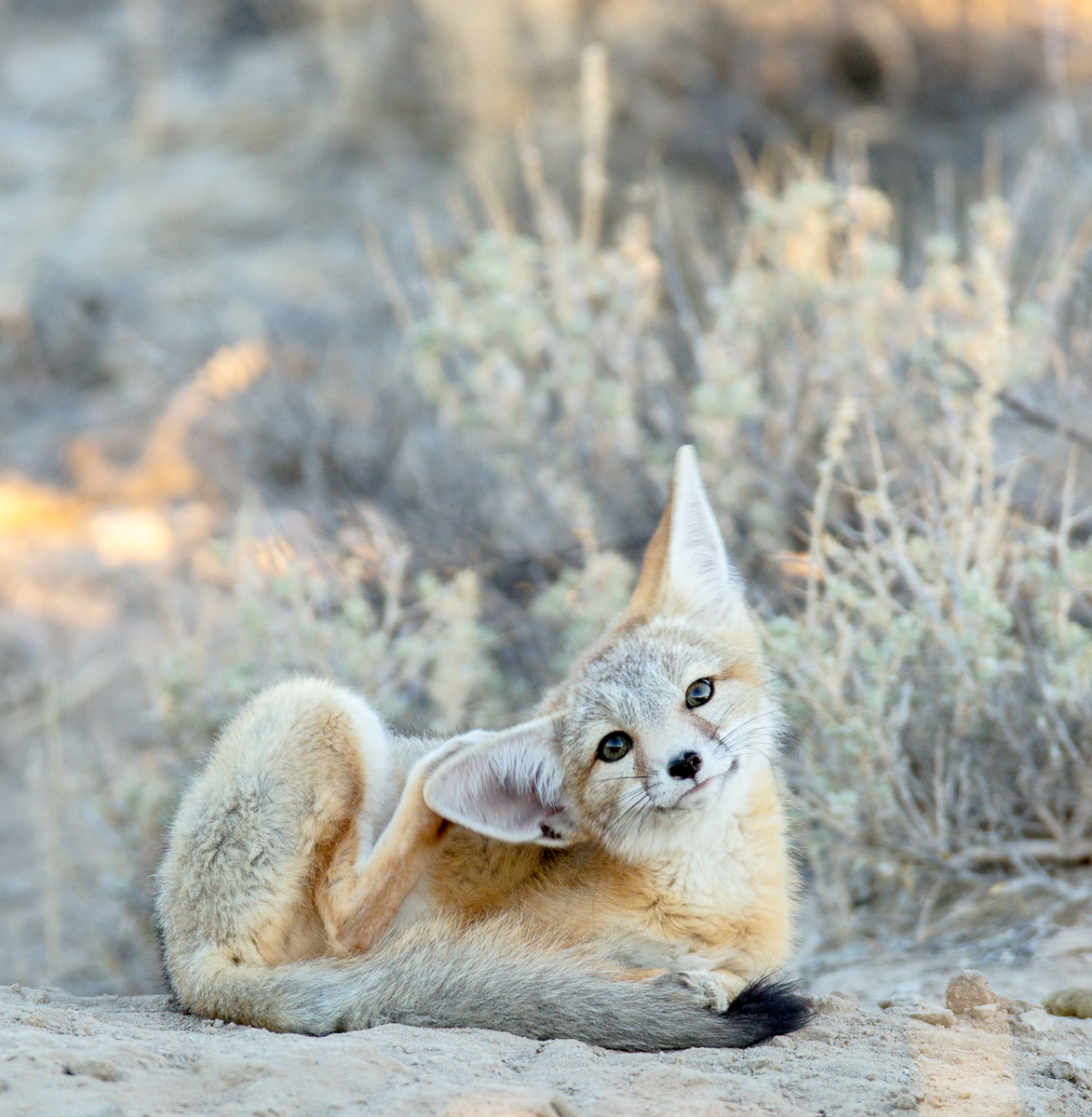 itchy ear......