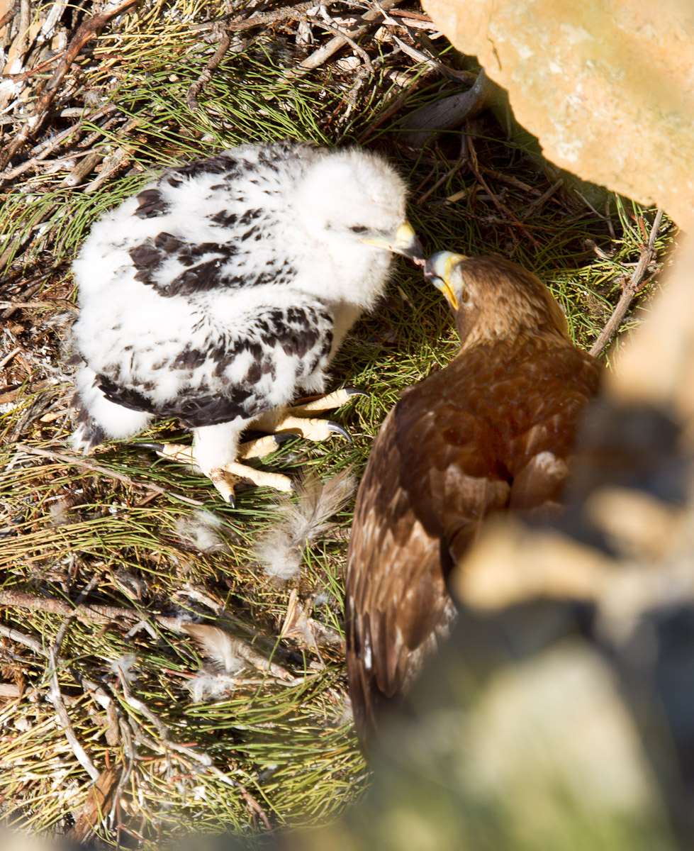 adult golden eagle feeding chick