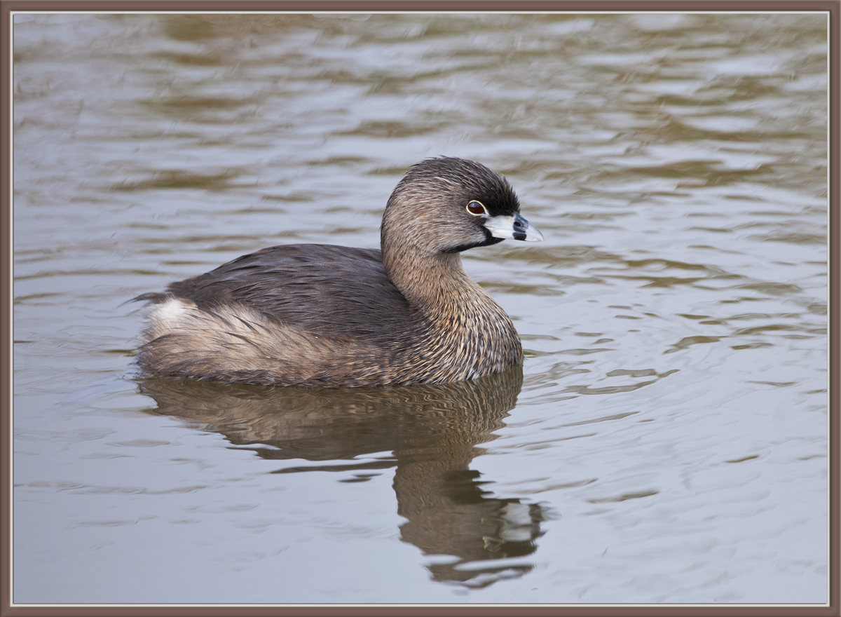 Pied-Billed Grebe