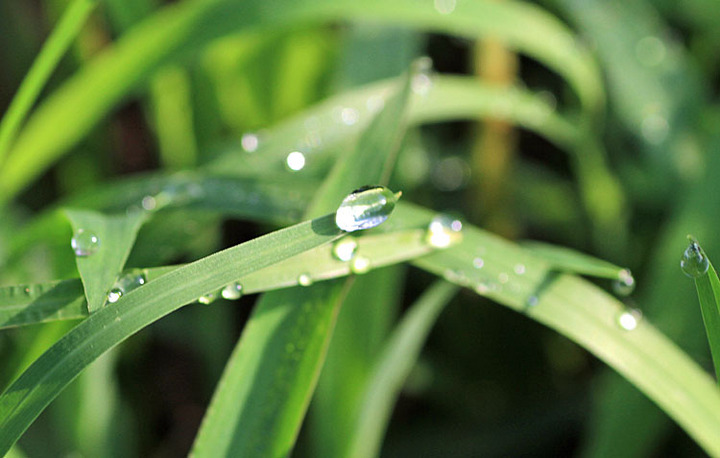 dew on the grass
