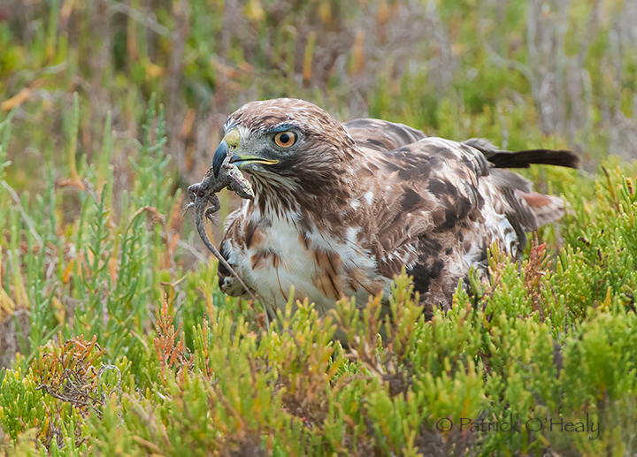 Hawk with lizard repost