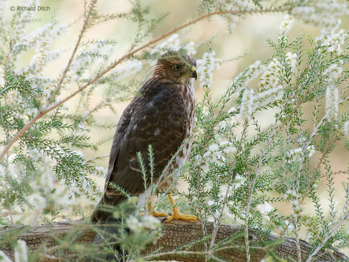 Cooper's Hawk