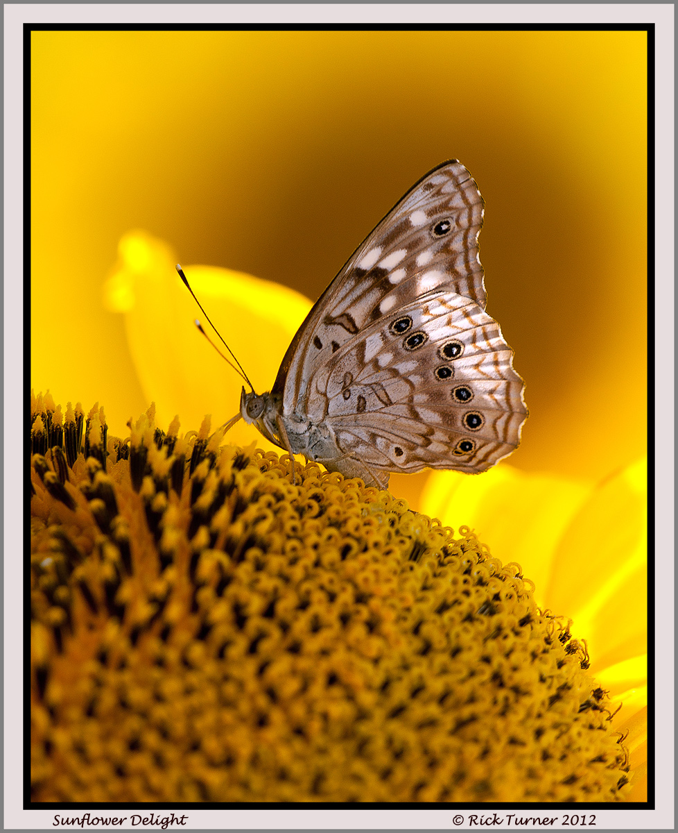 sunflower Delight