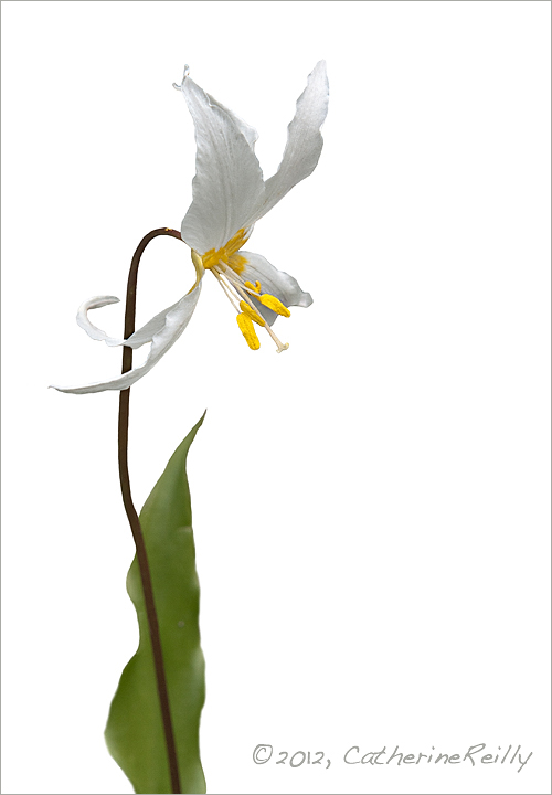 Avalanche Lily Portrait REPOST