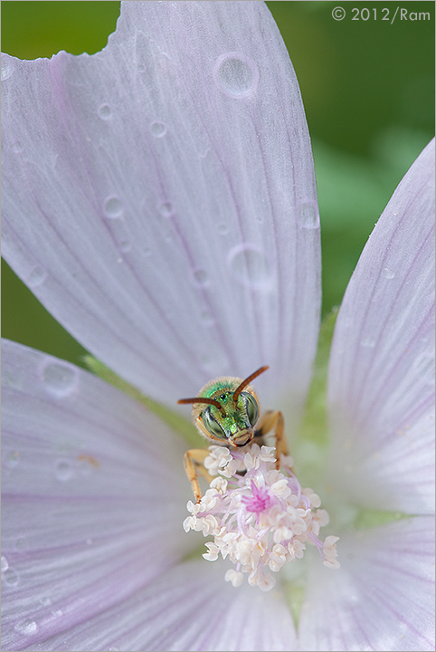 Green Bee + Repost