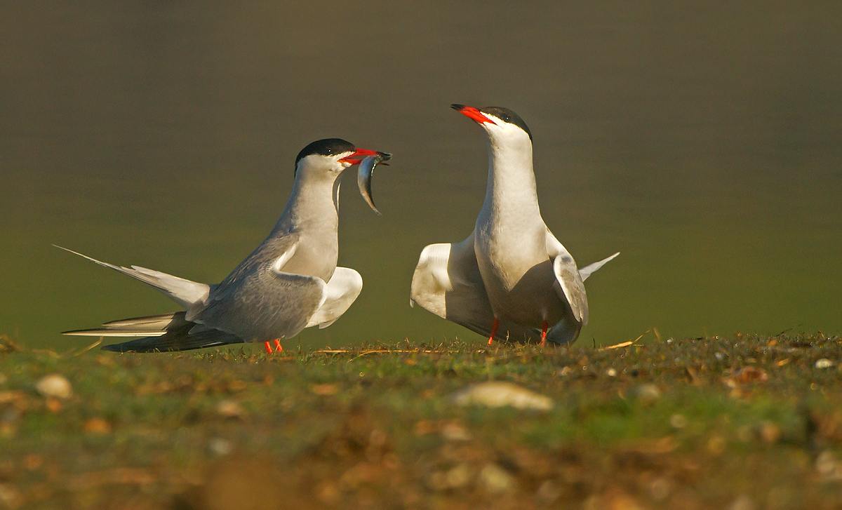 COMMON TERN  RITUAL