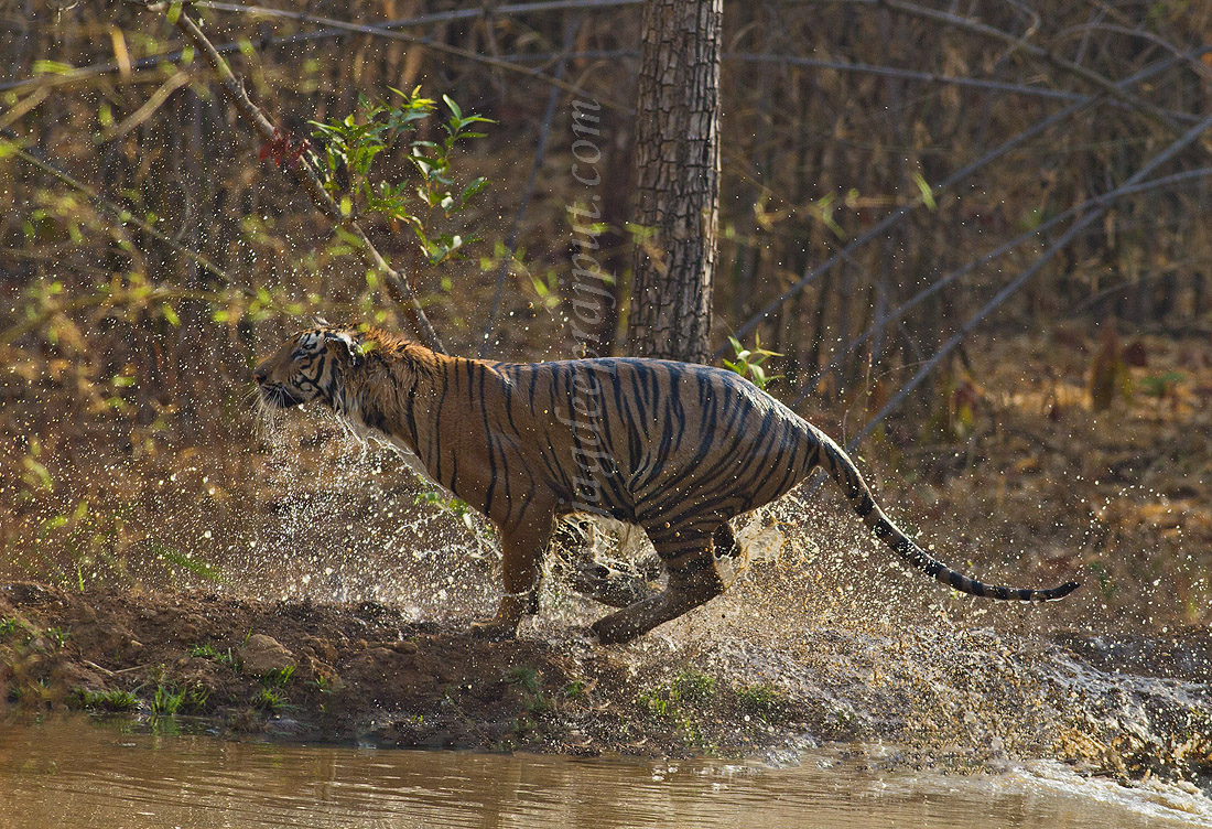 Out of the jungle pond