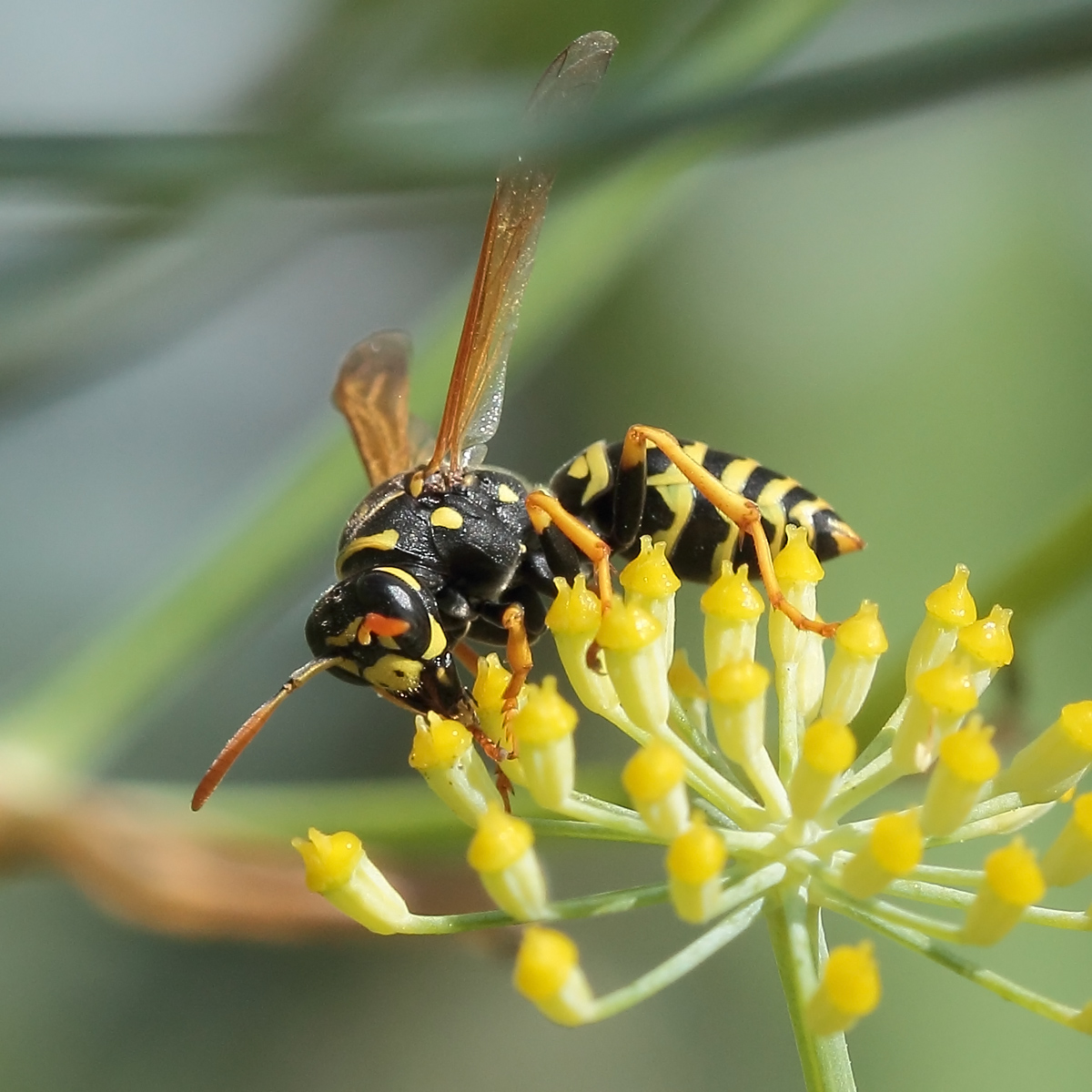 Wasp