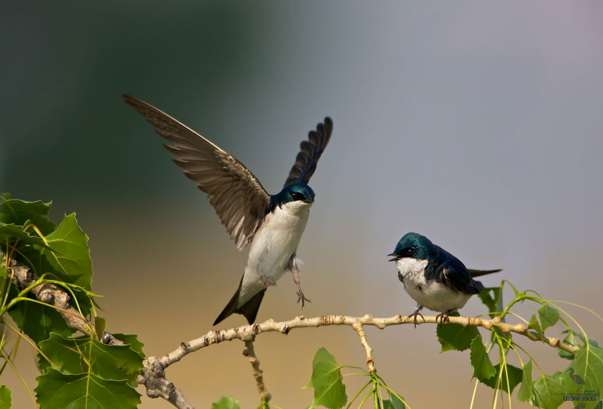 Tree swallow