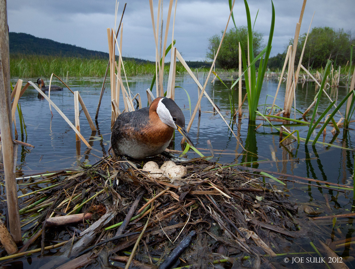 Red-Necked Grebe Mother