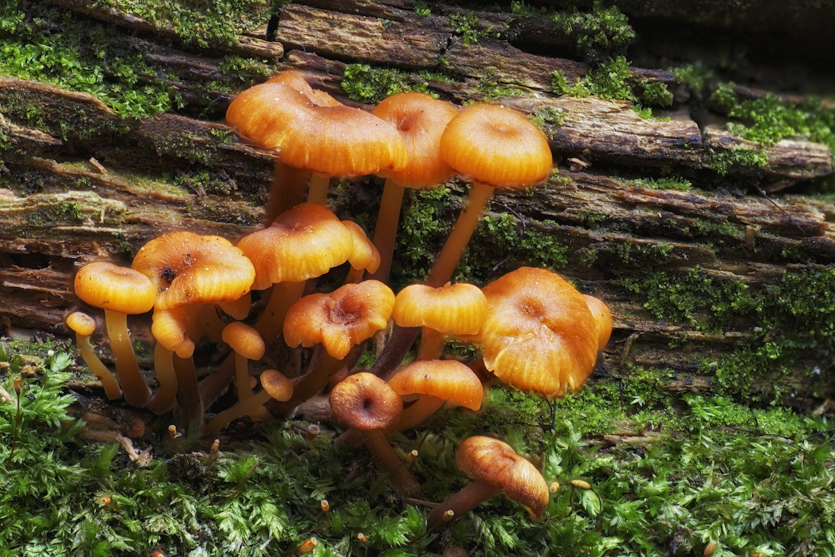Forest Fungi