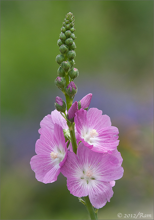 Checkermallow