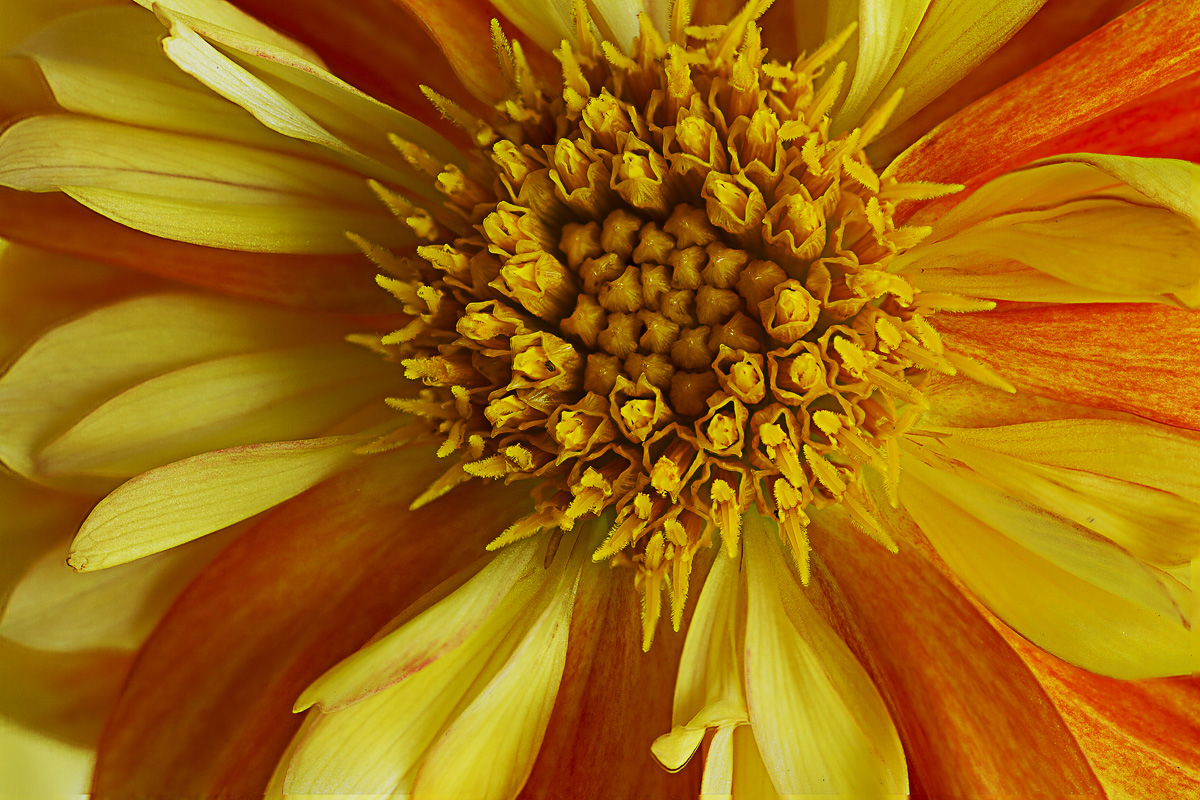 Dahlia