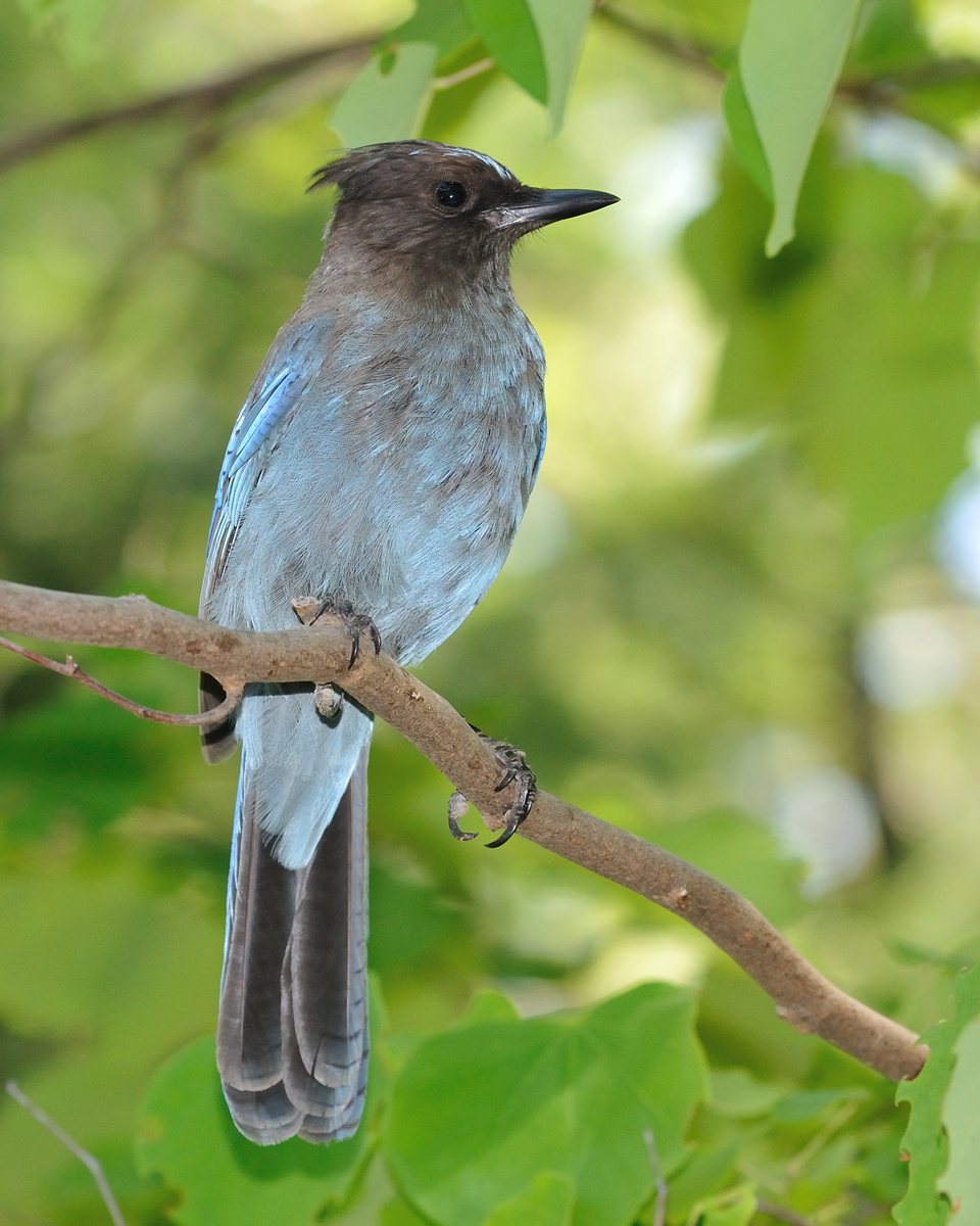 Stellar's Jay + Repost