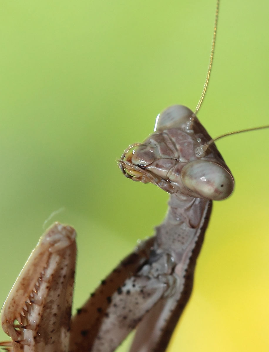 Mantis  WC543