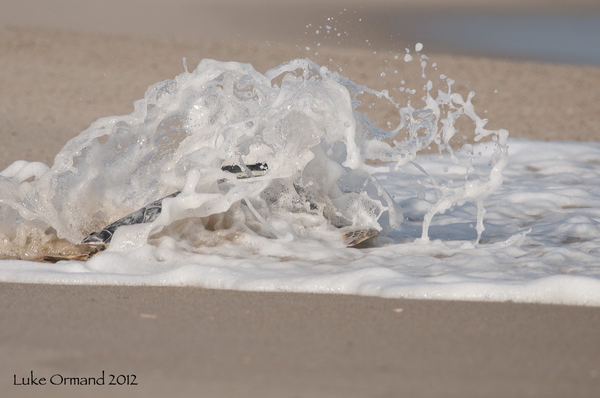 Turtle Release 2