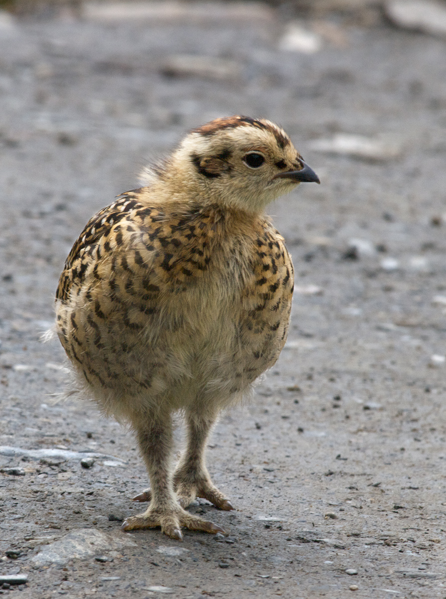 Willow Ptarmigan Kid