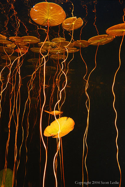 Pond Lilies Underwater at Night