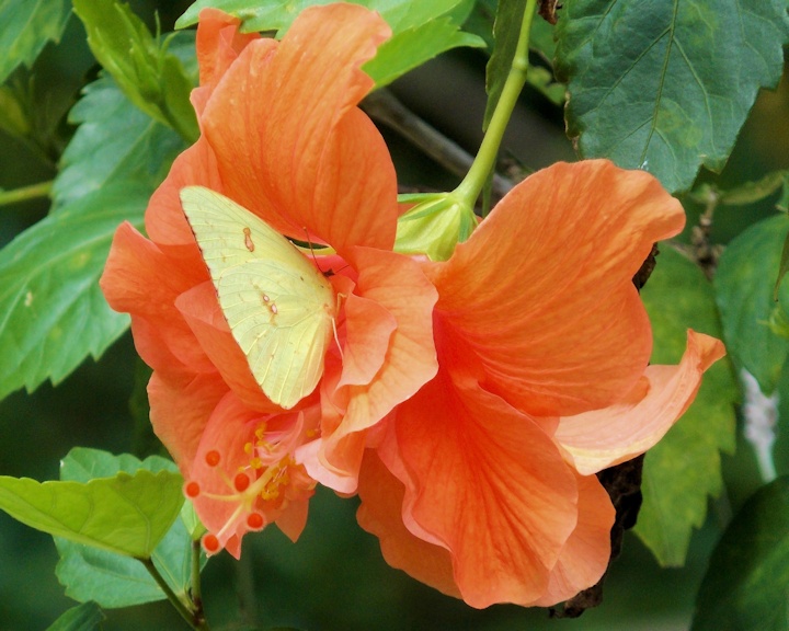 Butterfly eating