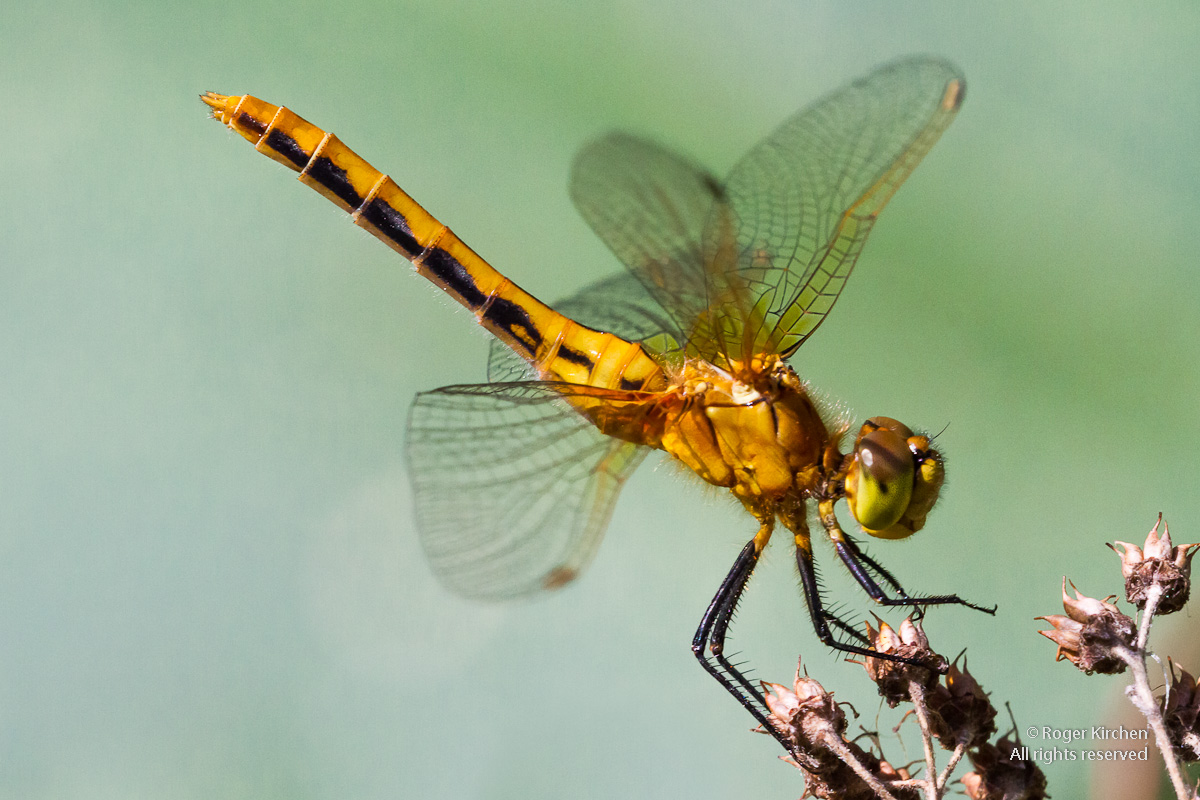Meadowhawk