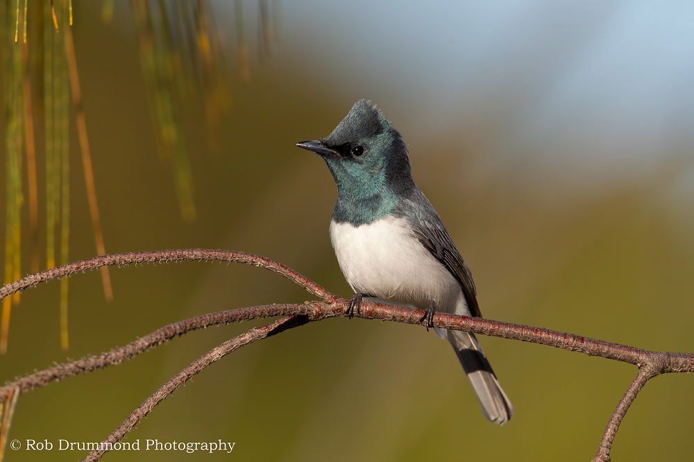 Leaden Flycatcher