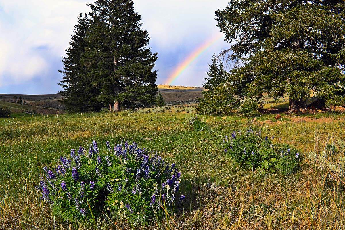 North Fork Buffalo Creek