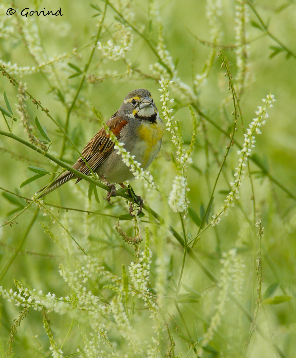 Dickcissel