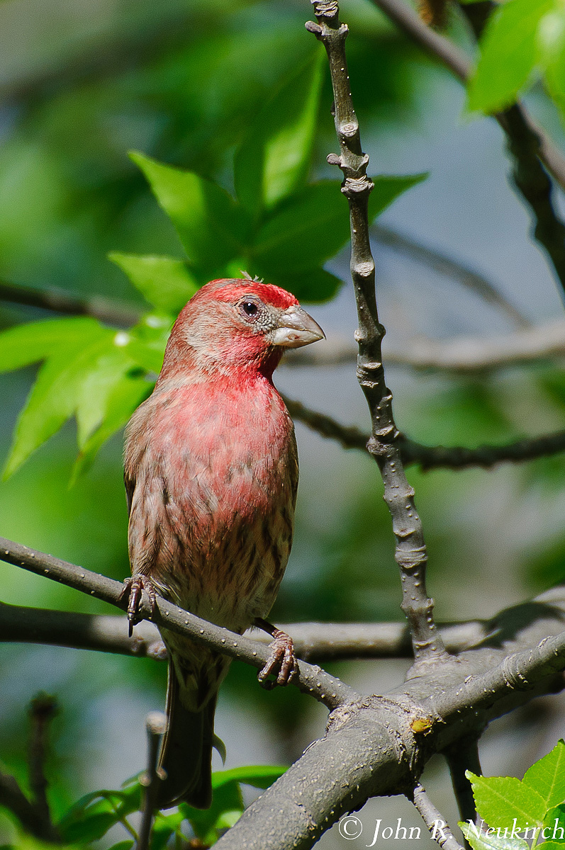 House Finch