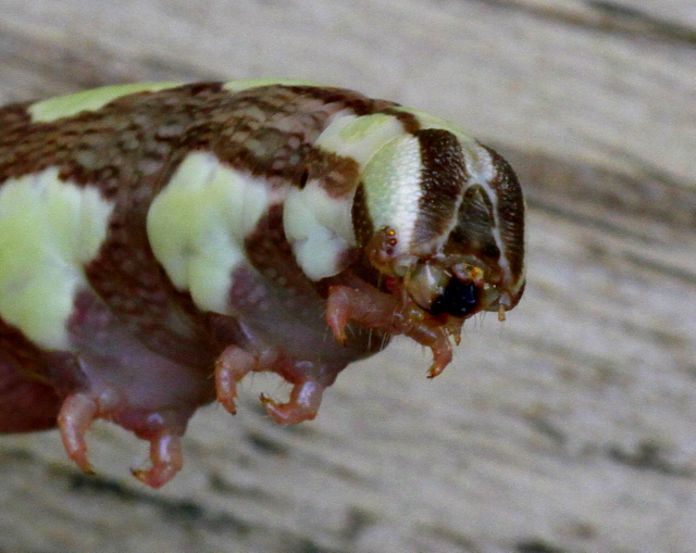 Sphinx caterpillar #2