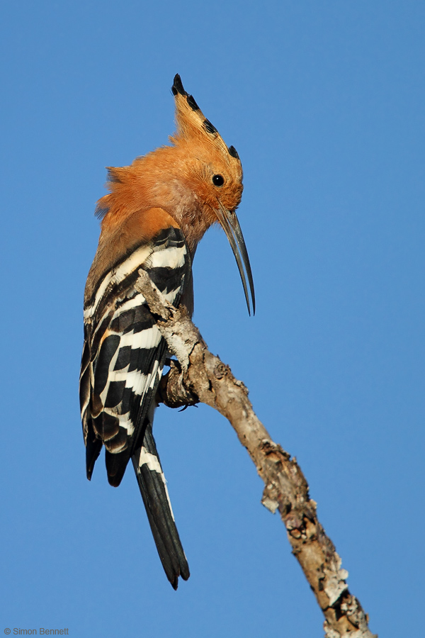 Madagascar Hoopoe